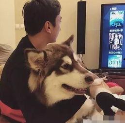 二狗爆料新丁录音视频,独家揭秘事件真相